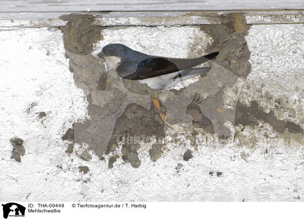 Mehlschwalbe / common house martin / THA-09448