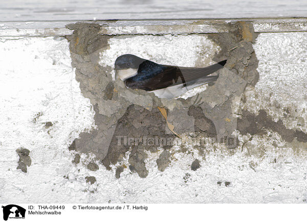 Mehlschwalbe / common house martin / THA-09449