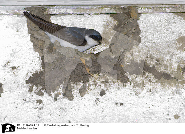 Mehlschwalbe / common house martin / THA-09451