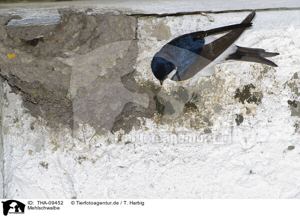 Mehlschwalbe / common house martin / THA-09452