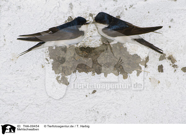 Mehlschwalben / common house martins / THA-09454