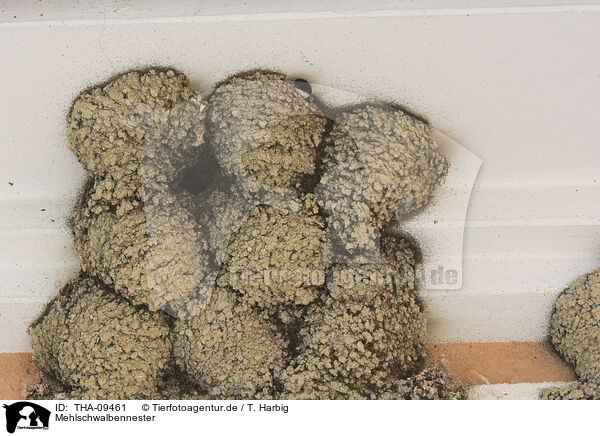 Mehlschwalbennester / nests of common house martins / THA-09461