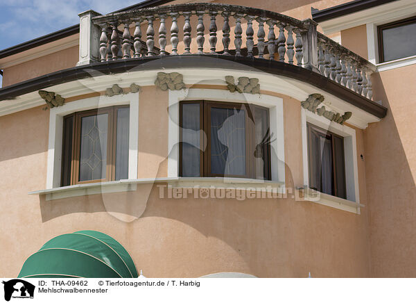 Mehlschwalbennester / nests of common house martins / THA-09462