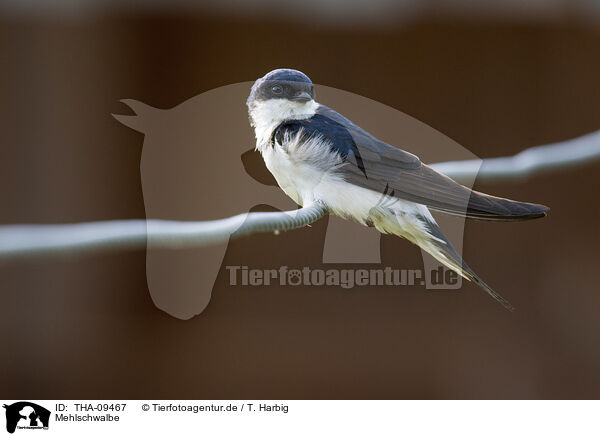 Mehlschwalbe / common house martin / THA-09467