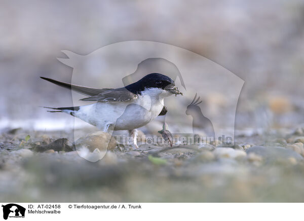 Mehlschwalbe / common house martin / AT-02458