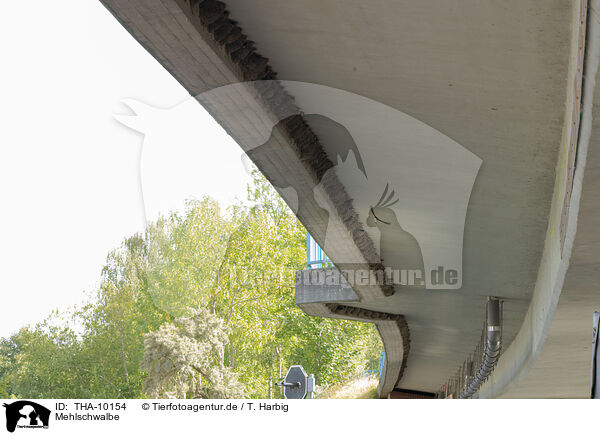Mehlschwalbe / common house martin / THA-10154