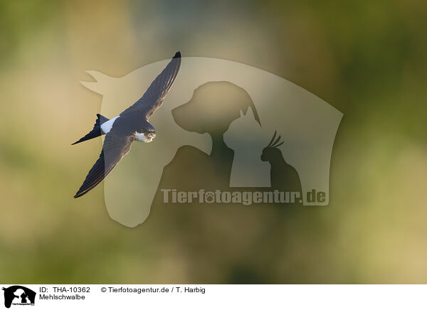 Mehlschwalbe / common house martin / THA-10362