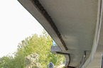 Mehlschwalbe