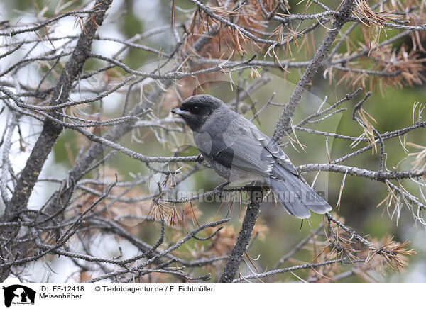 Meisenhher / grey jay / FF-12418