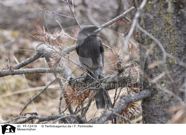 Meisenhher / FF-12419