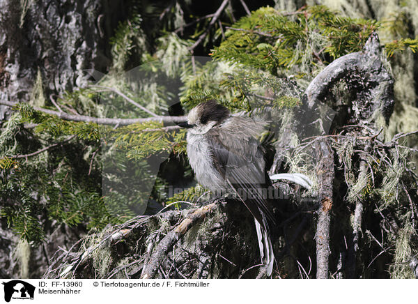 Meisenhher / grey jay / FF-13960