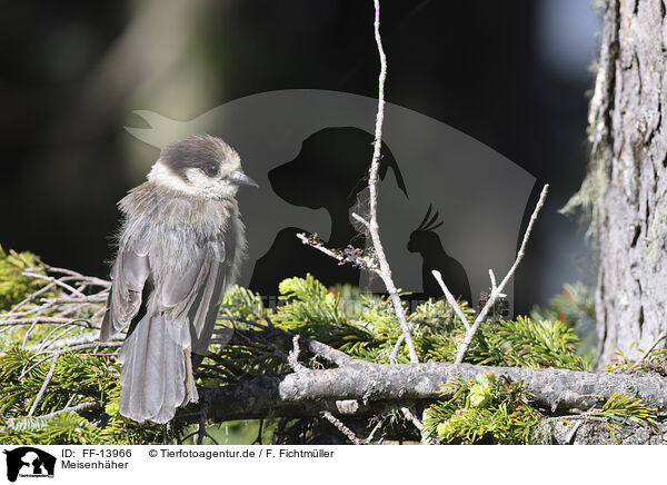 Meisenhher / grey jay / FF-13966