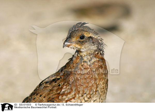 Mexikanische Baumwachtel Portrait / Texas bobwhite Portrait / SS-01003