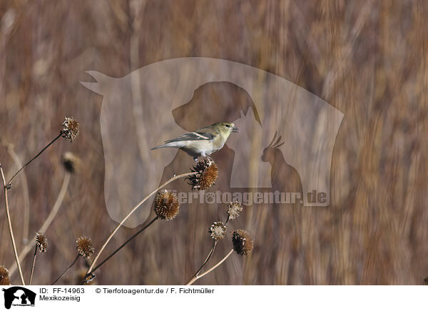 Mexikozeisig / Arkansas finch / FF-14963