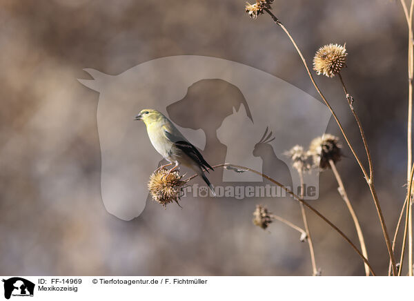 Mexikozeisig / Arkansas finch / FF-14969