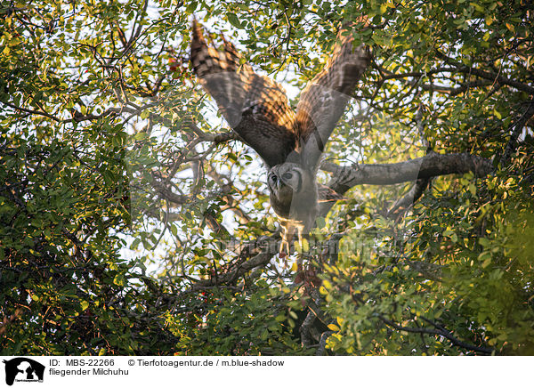 fliegender Milchuhu / flying Verreauxs Eagle-owl / MBS-22266