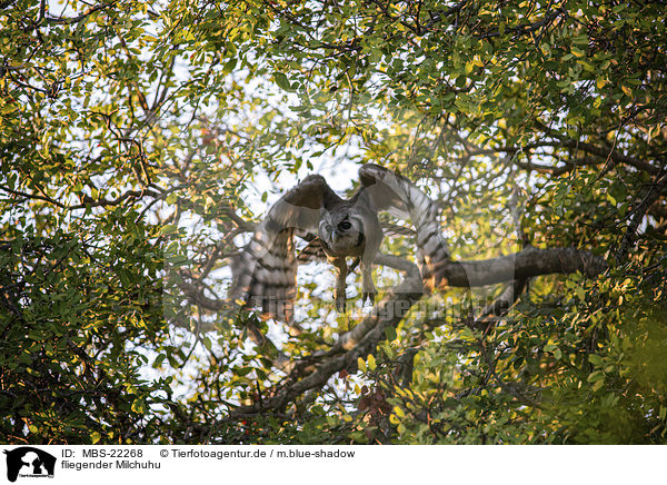 fliegender Milchuhu / flying Verreauxs Eagle-owl / MBS-22268