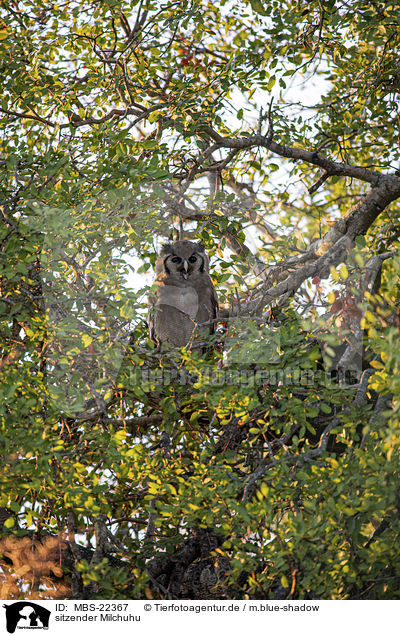sitzender Milchuhu / sitting Verreauxs Eagle-owl / MBS-22367