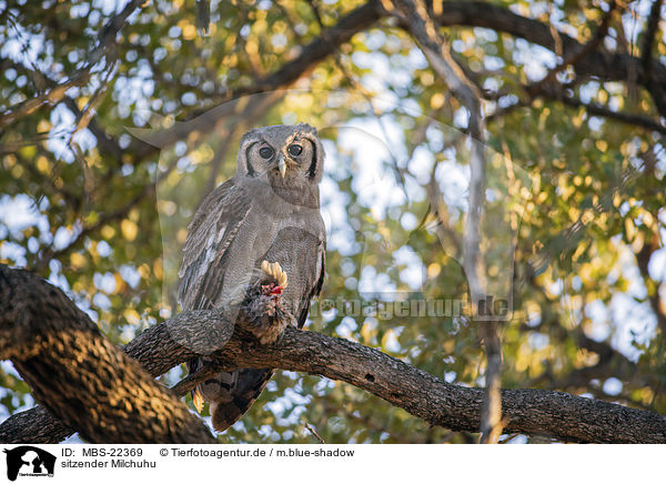 sitzender Milchuhu / sitting Verreauxs Eagle-owl / MBS-22369