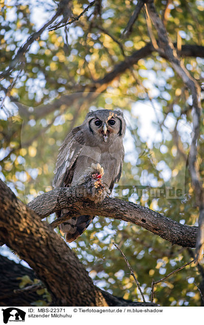 sitzender Milchuhu / sitting Verreauxs Eagle-owl / MBS-22371