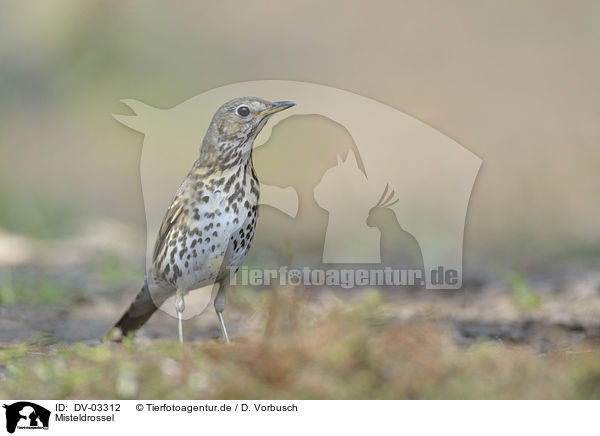 Misteldrossel / mistle thrush / DV-03312