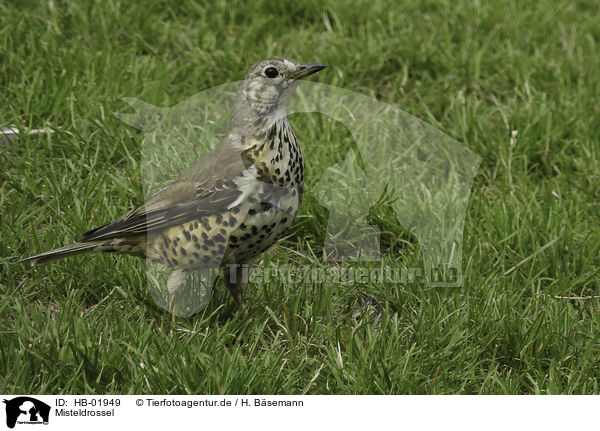 Misteldrossel / mistle thrush / HB-01949