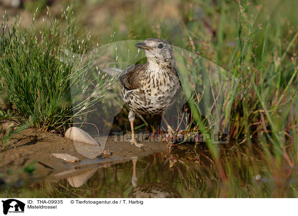 Misteldrossel / mistle thrush / THA-09935