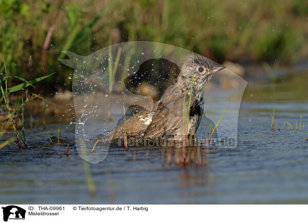 Misteldrossel / mistle thrush / THA-09961