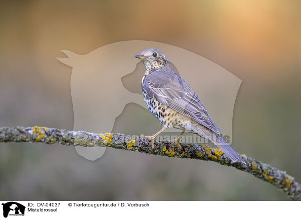 Misteldrossel / mistle thrush / DV-04037