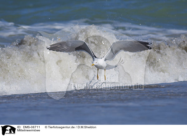Mittelmeermwe / yellow-legged gull / DMS-08711