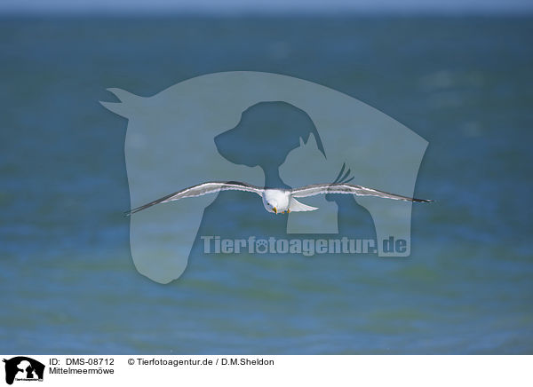Mittelmeermwe / yellow-legged gull / DMS-08712
