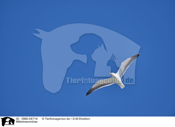 Mittelmeermwe / yellow-legged gull / DMS-08719