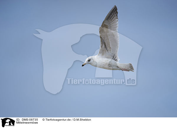 Mittelmeermwe / yellow-legged gull / DMS-08735