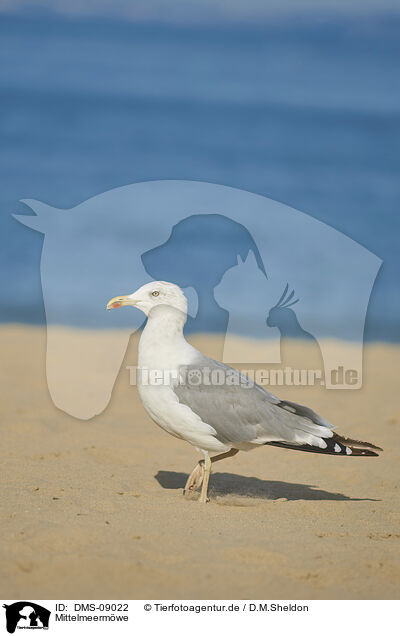 Mittelmeermwe / yellow-legged gull / DMS-09022