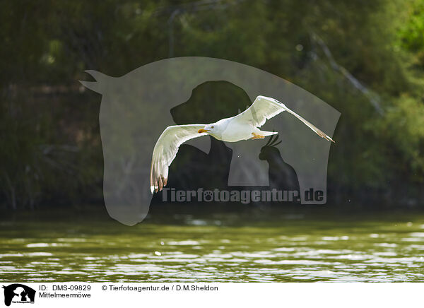 Mittelmeermwe / yellow-legged gull / DMS-09829