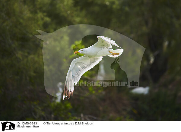 Mittelmeermwe / yellow-legged gull / DMS-09831