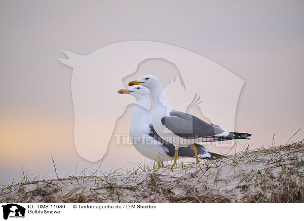 Gelbfumwe / yellow-legged gull / DMS-11680