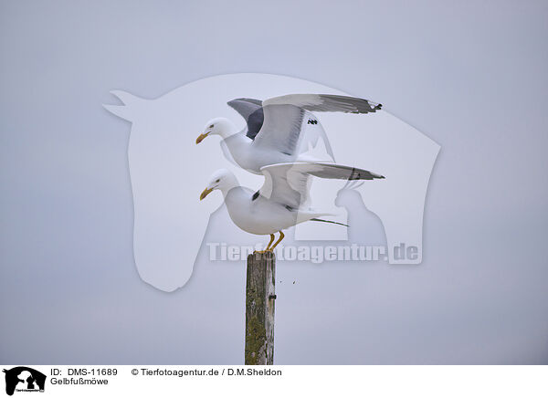 Gelbfumwe / yellow-legged gull / DMS-11689