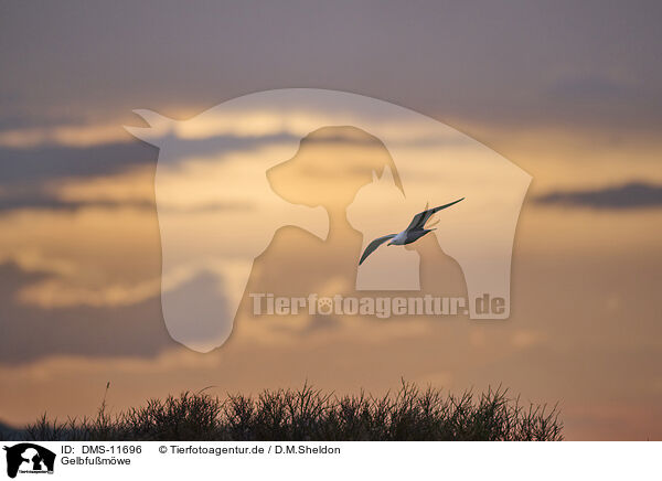 Gelbfumwe / yellow-legged gull / DMS-11696