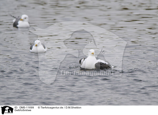 Gelbfumwe / yellow-legged gull / DMS-11699