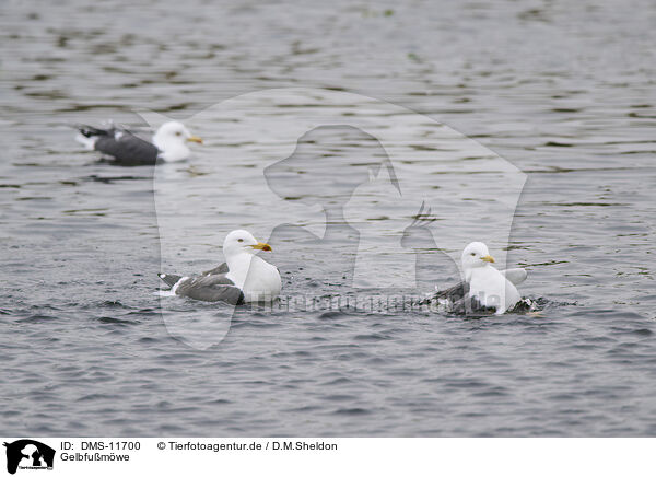 Gelbfumwe / yellow-legged gull / DMS-11700