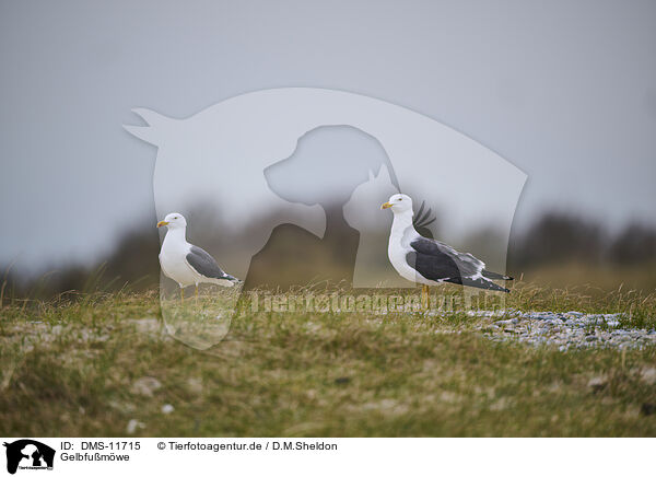 Gelbfumwe / yellow-legged gull / DMS-11715