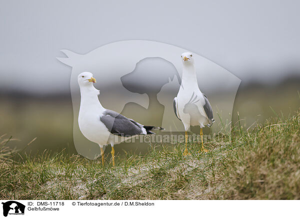 Gelbfumwe / yellow-legged gull / DMS-11718