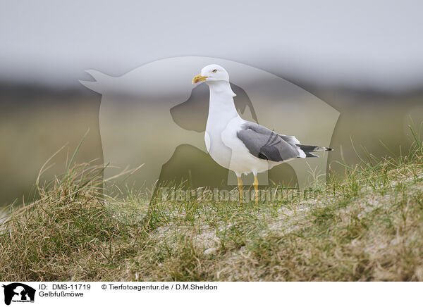 Gelbfumwe / yellow-legged gull / DMS-11719