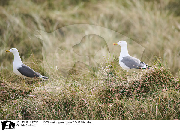 Gelbfumwe / yellow-legged gull / DMS-11722