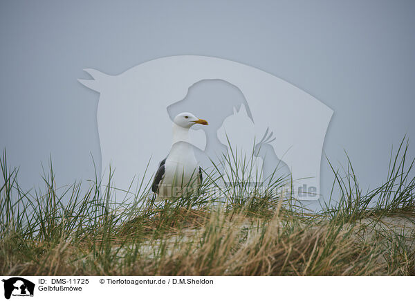 Gelbfumwe / yellow-legged gull / DMS-11725