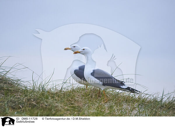 Gelbfumwe / yellow-legged gull / DMS-11728