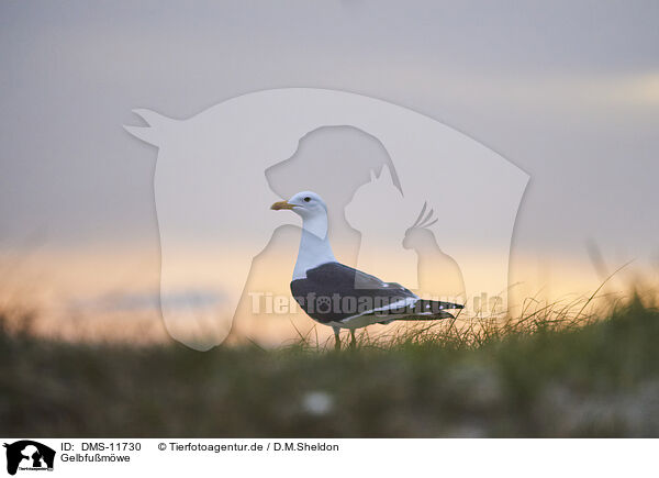 Gelbfumwe / yellow-legged gull / DMS-11730
