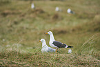 Gelbfumwe