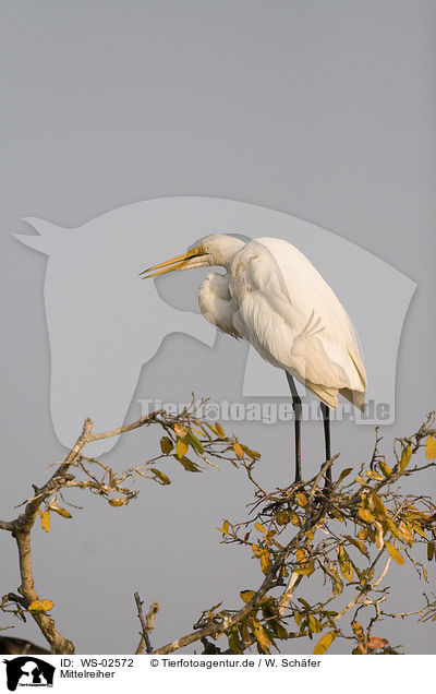 Mittelreiher / intermediate egret / WS-02572